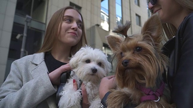 两个年轻的女朋友手牵着小狗视频素材
