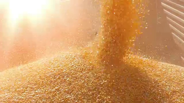 收获玉米慢镜头视频下载