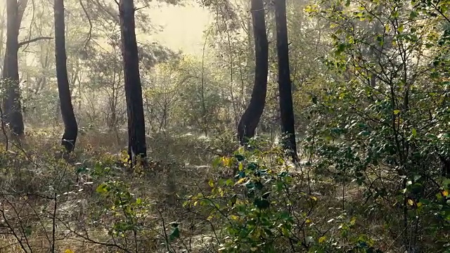 一个雾蒙蒙的阳光明媚的早晨，在松林里。视频素材