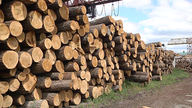 选定的树堆放在一个堆中。树干的横截面。在露天收割和折叠的橡木柴。视频素材