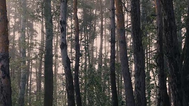 阳光明媚的早晨，松树林。视频素材