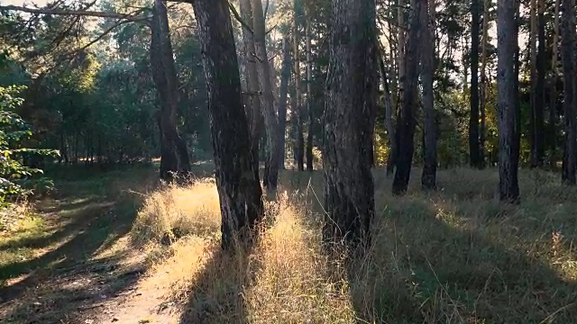 一个雾蒙蒙的阳光明媚的早晨，在松林里。视频素材