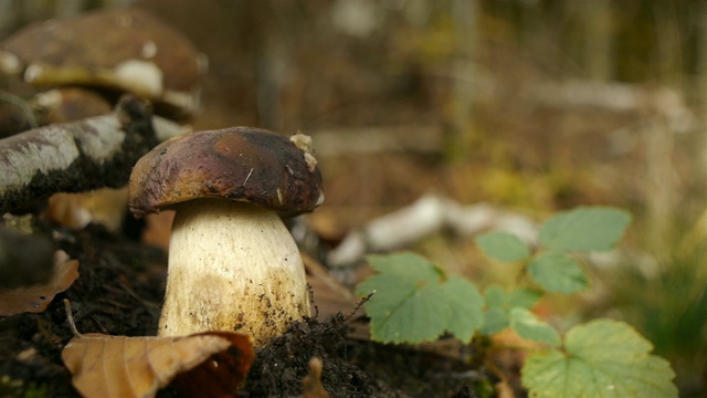 林子里长着一群小圆面包蘑菇视频素材