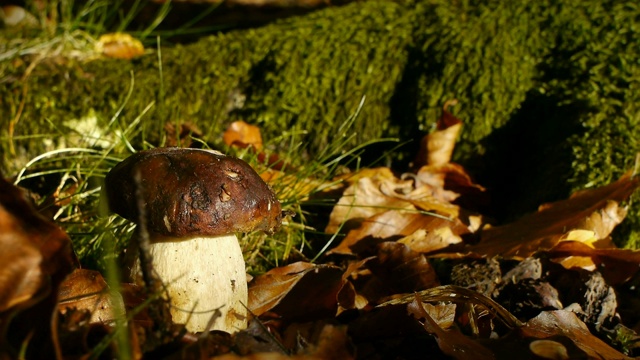 牛肝菌生长在秋季森林地面视频素材