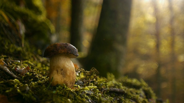 秋季森林中生长的食用蘑菇牛肝菌视频素材