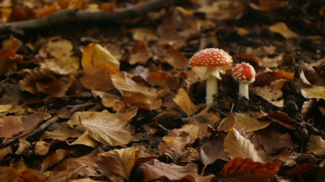 有毒的毒鹅膏蘑菇在秋天森林的灌木丛中视频素材