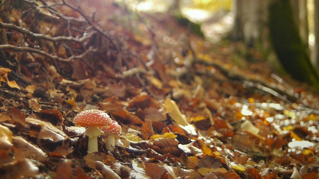 在秋天的森林里飞木耳蘑菇视频素材