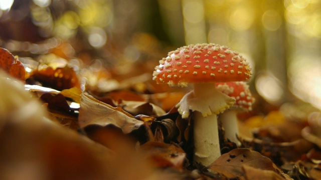 秋天森林中生长的飞木耳菌视频素材