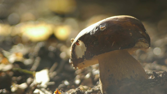 一种生长在森林土壤中的蘑菇视频素材