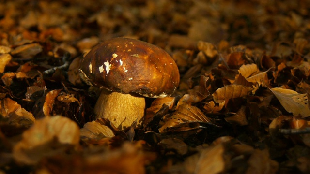 牛肝菌在秋天的落叶中视频素材