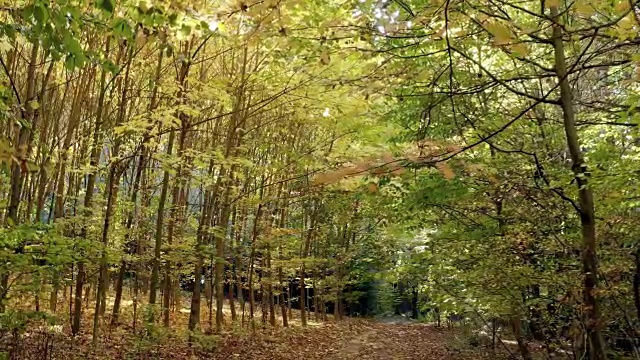 在秋天穿过落叶林视频素材