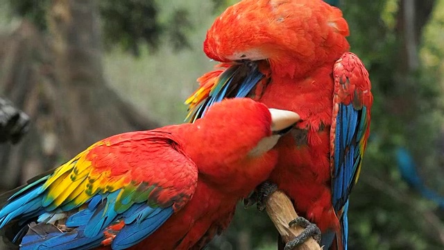 两只红鹦鹉互相清洗，法式热吻，慢镜头。视频素材
