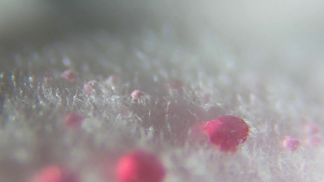 在显微镜下，从腐烂的醋栗上取下的霉菌。浆果果酱上的霉菌孢子菌落。过敏、中毒、真菌。白色霉菌菌落的抽象纹理。关闭了。Closeup.4K UHD视频素材
