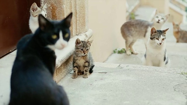 罗马的猫视频下载