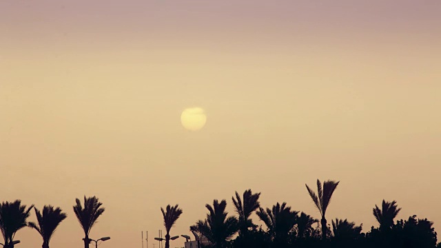 在异国他乡，棕榈树上美丽的日出视频素材