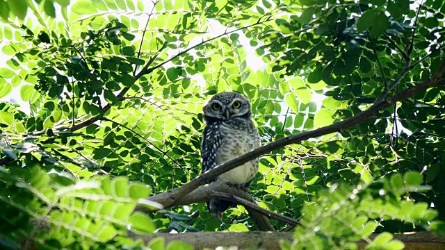 斑点猫头鹰在树上。视频下载