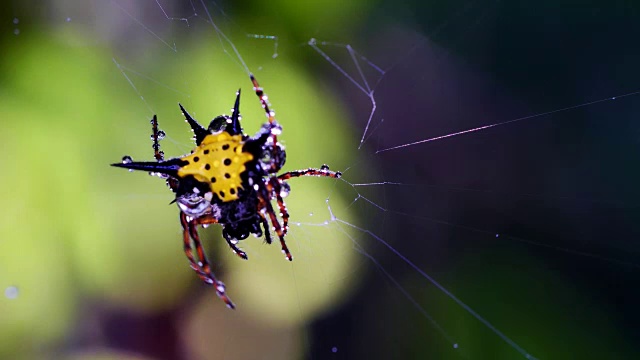 泰国森林里的蜘蛛(霍塞尔特的刺蛛)在网上清理自己。视频素材