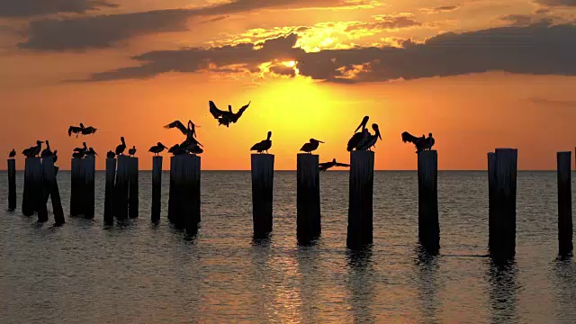 在佛罗里达日落前，鹈鹕飞过木柱视频下载