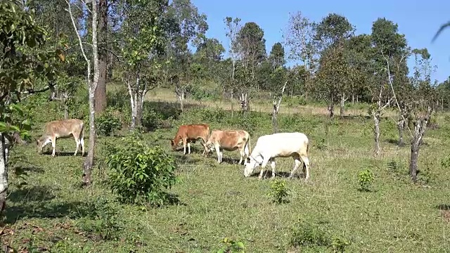 奶牛在农场视频素材