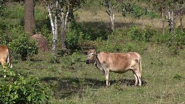 奶牛在农场视频素材