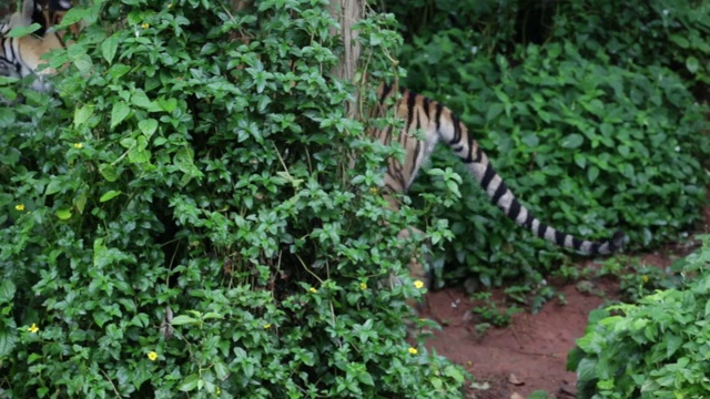一只老虎幼崽在国家公园里散步，阳光和自然背景。视频下载