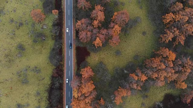 鸟瞰图与小车向前的风景路线，在秋天的尖沙原沼泽，日光，日本。视频素材