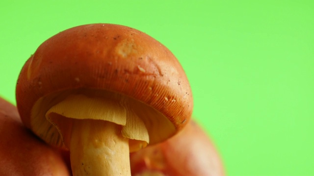 美味的鹅膏蘑菇绿色屏幕缓慢倾斜自然4K视频素材