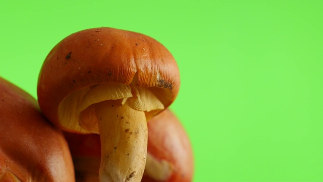 白毒蘑菇绿屏缓慢倾斜自然4K视频素材