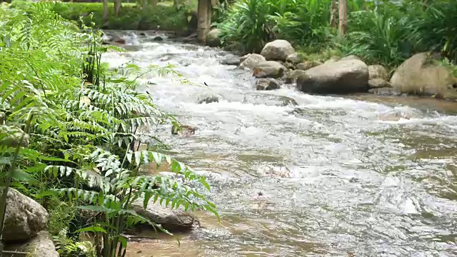 森林中的热带溪流视频素材