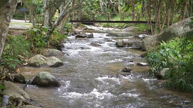 森林中的热带溪流视频素材