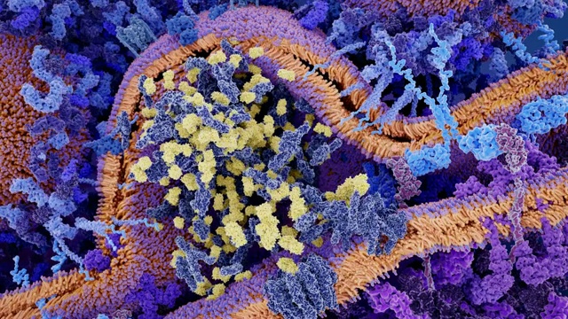 嵌合抗原受体治疗:CAR分子(浅蓝色)与白血病细胞上的CD19分子(洋红)结合，导致带有颗粒酶(黄色)的小泡分离，激活癌细胞凋亡视频购买
