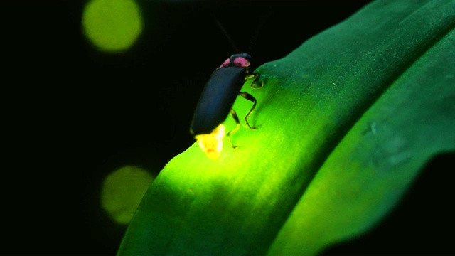 萤火虫。视频素材