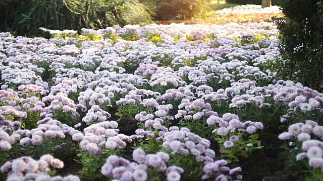 多莉拍摄自然界的菊花花坛视频素材