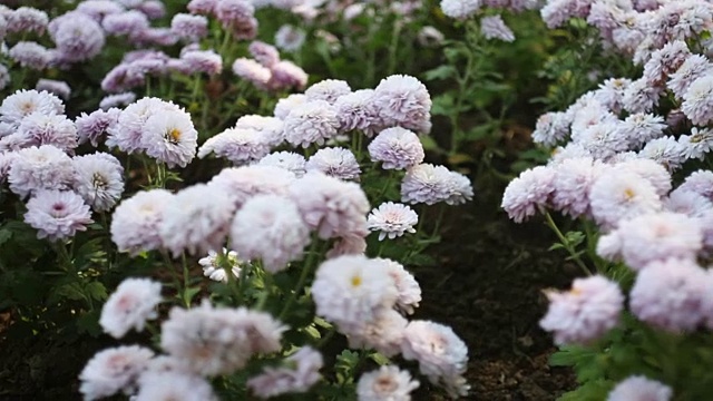 多莉拍摄自然界的菊花花坛视频素材