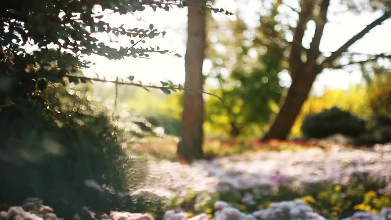 多莉拍摄离焦的花坛背光的太阳视频素材