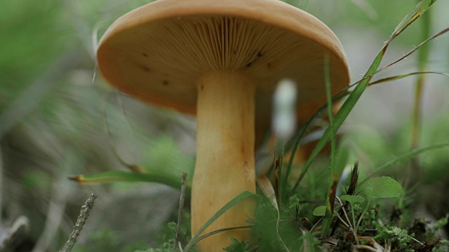 一个美丽的森林蘑菇的特写视频素材