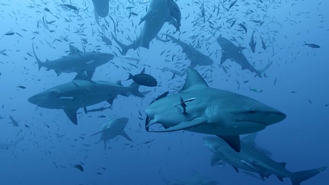 牛鲨(Carcharhinus leucas)游泳在蓝色的海洋，斐济视频下载