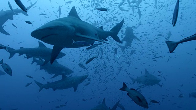 牛鲨(Carcharhinus leucas)游泳在蓝色的海洋，斐济视频下载