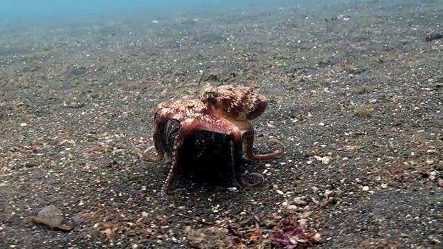 椰子章鱼(边缘两栖章鱼)携带着它的椰子壳遮蔽海底，Lembeh，印度尼西亚视频下载