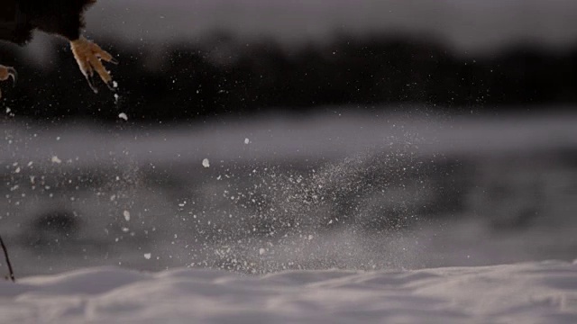 白头鹰(Haliaeetus leucocephalus)从雪地起飞，阿拉斯加，美国视频素材