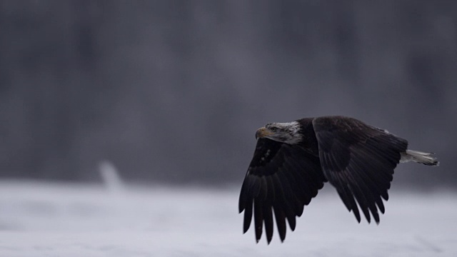 白头鹰(Haliaeetus leucocephalus)飞过白雪皑皑的风景，阿拉斯加，美国视频素材
