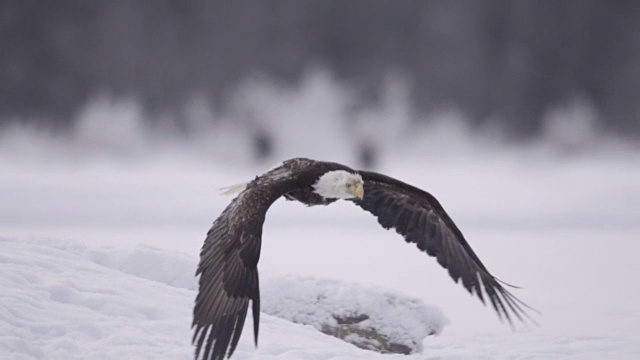秃鹰(Haliaeetus leucocephalus)起飞，飞过白雪皑皑的风景，阿拉斯加，美国视频素材