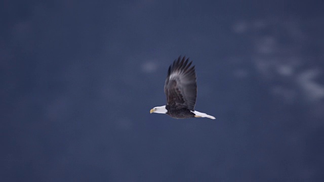白头鹰(Haliaeetus leucocephalus)飞过白雪皑皑的风景，阿拉斯加，美国视频素材