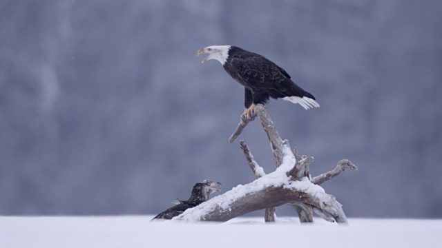 白头鹰(Haliaeetus leucocephalus)在美国阿拉斯加的雪景上着陆和呼唤视频下载