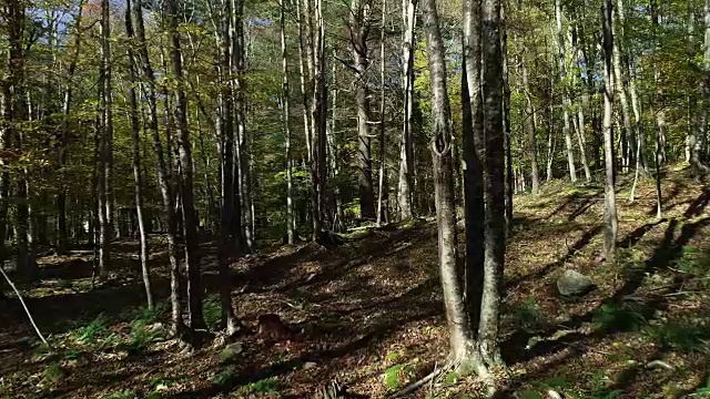 空中卡茨基尔山森林阳光秋天秋天低角度的观点视频素材
