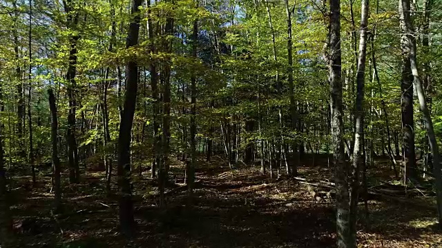 低角度观看空中卡茨基尔山森林日落秋天秋天视频素材