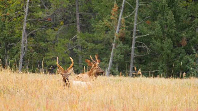 在加拿大，落基山的山地草地上的麋鹿视频下载