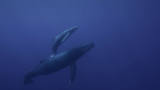 夏威夷海面上的座头鲸(新兆翅目)和幼鲸视频下载