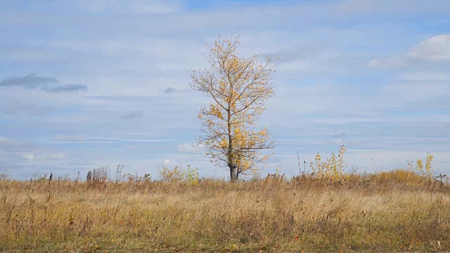 孤独的树在一片黄叶的田野里视频素材