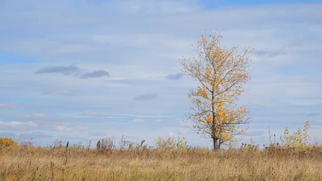 孤独的树在田野里黄叶在风中视频素材